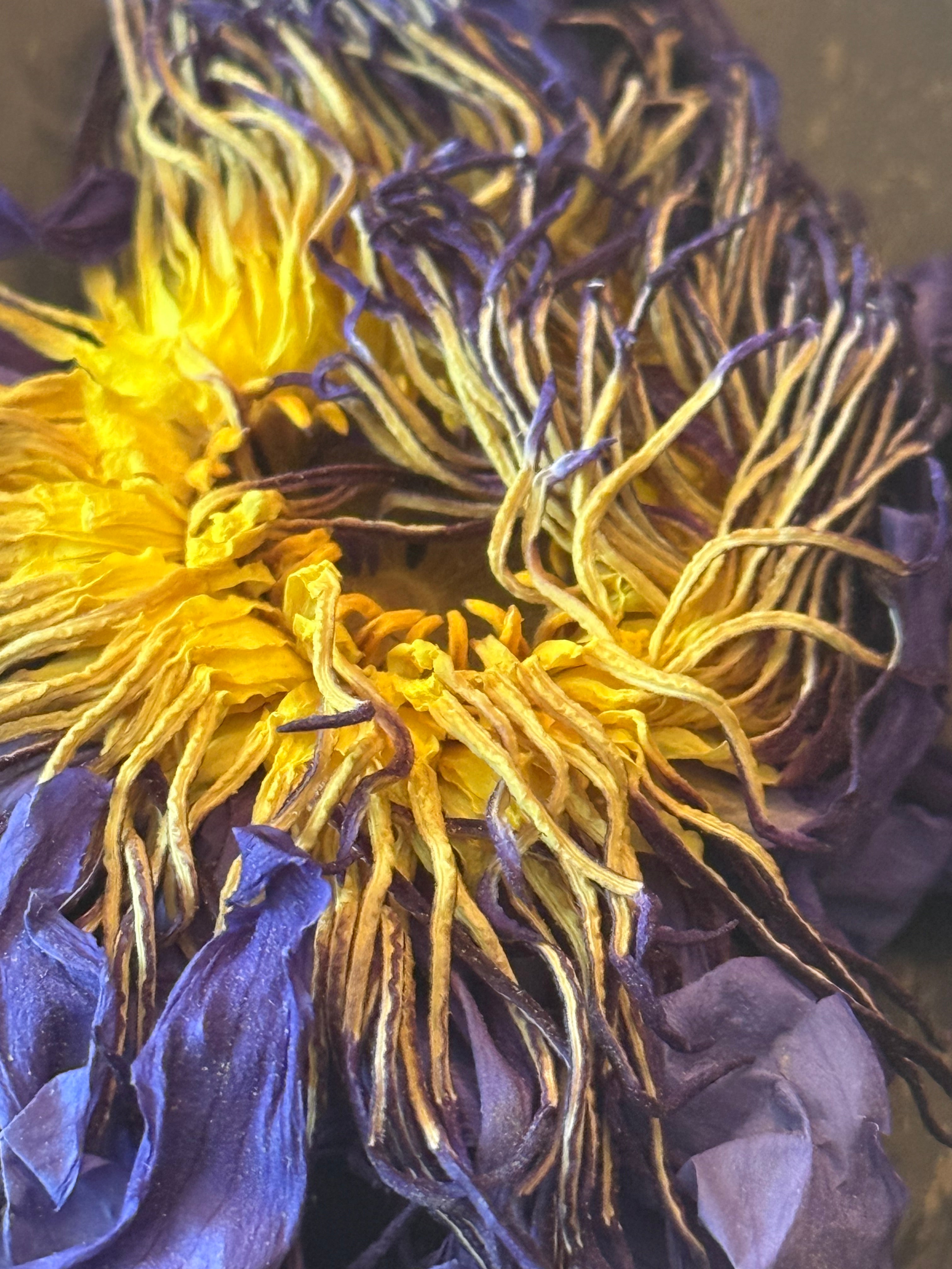 Blue Lotus Flower Tea