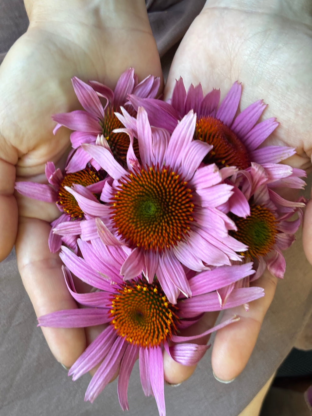 Echinacea Flowers